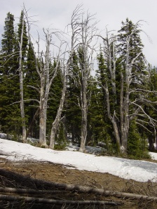 "Ghost" white bark pines